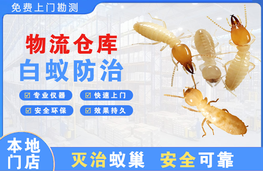 巴南物流仓库白蚁防治