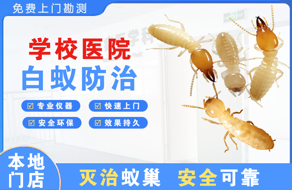 巴南学校医院白蚁防治