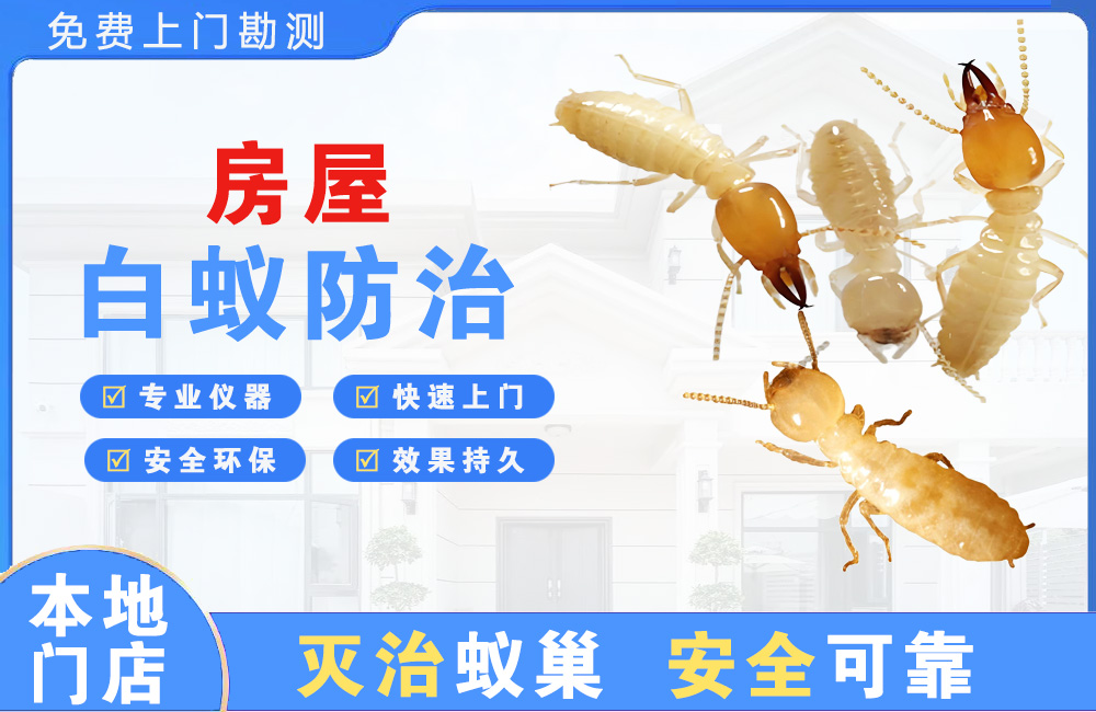 巴南房屋白蚁防治